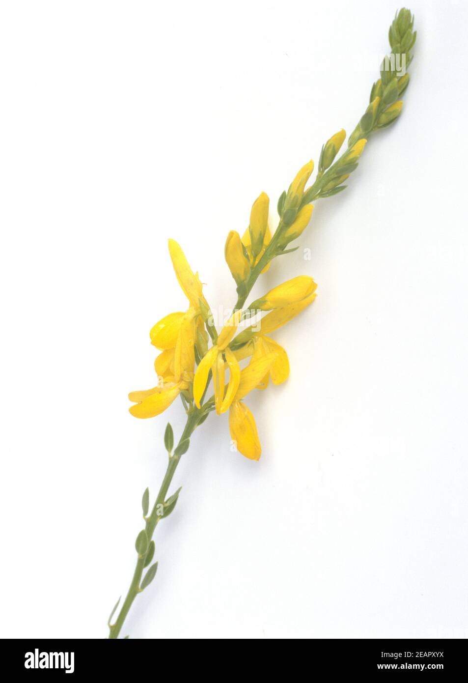 Faerberginster Genista tinctoria Banque D'Images