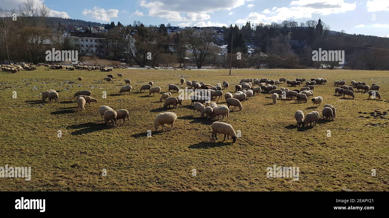 Schafherde, Schaf, Ovis Banque D'Images