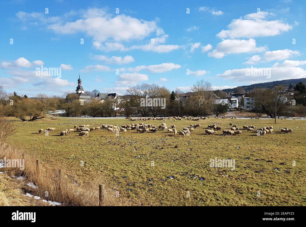 Schafherde, Schaf, Ovis Banque D'Images