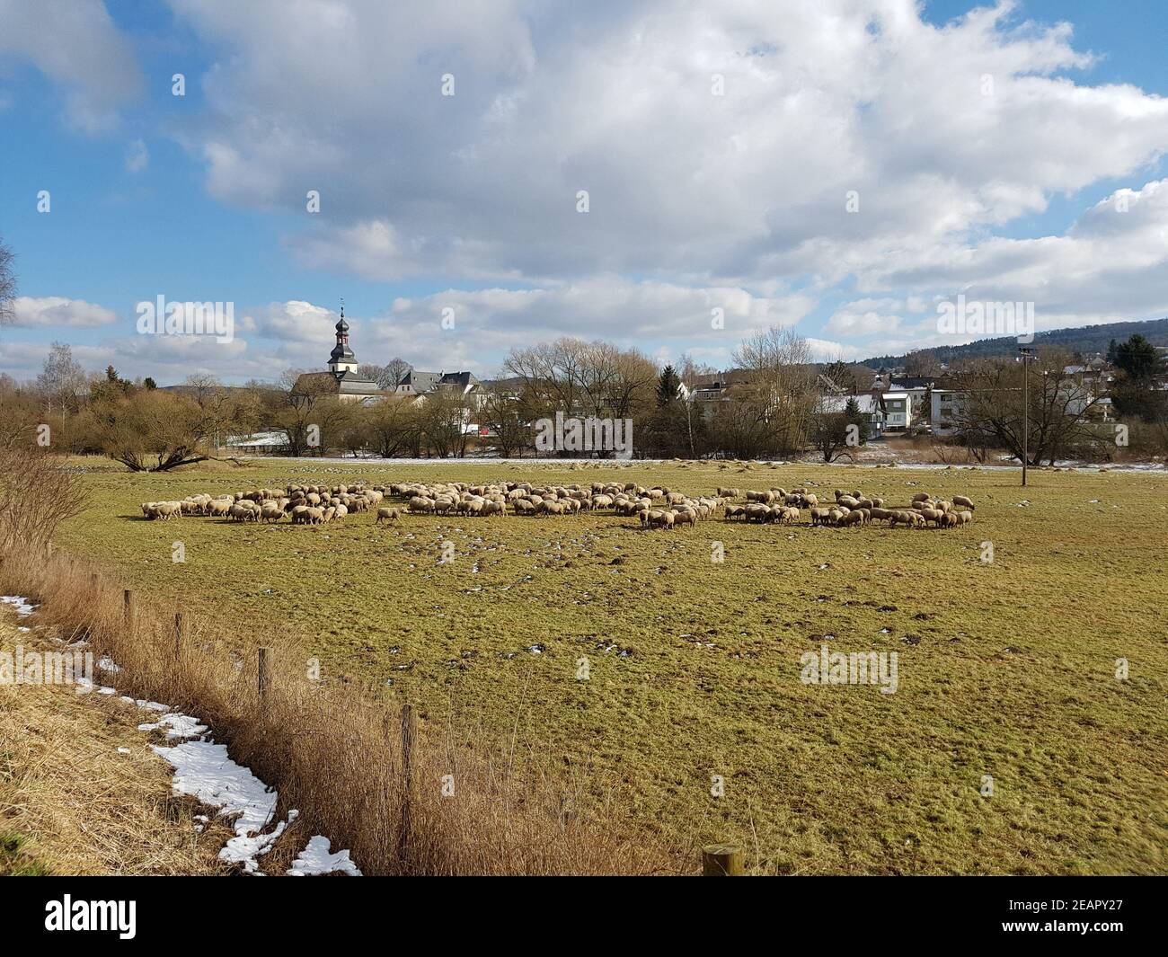 Schafherde, Schaf, Ovis Banque D'Images