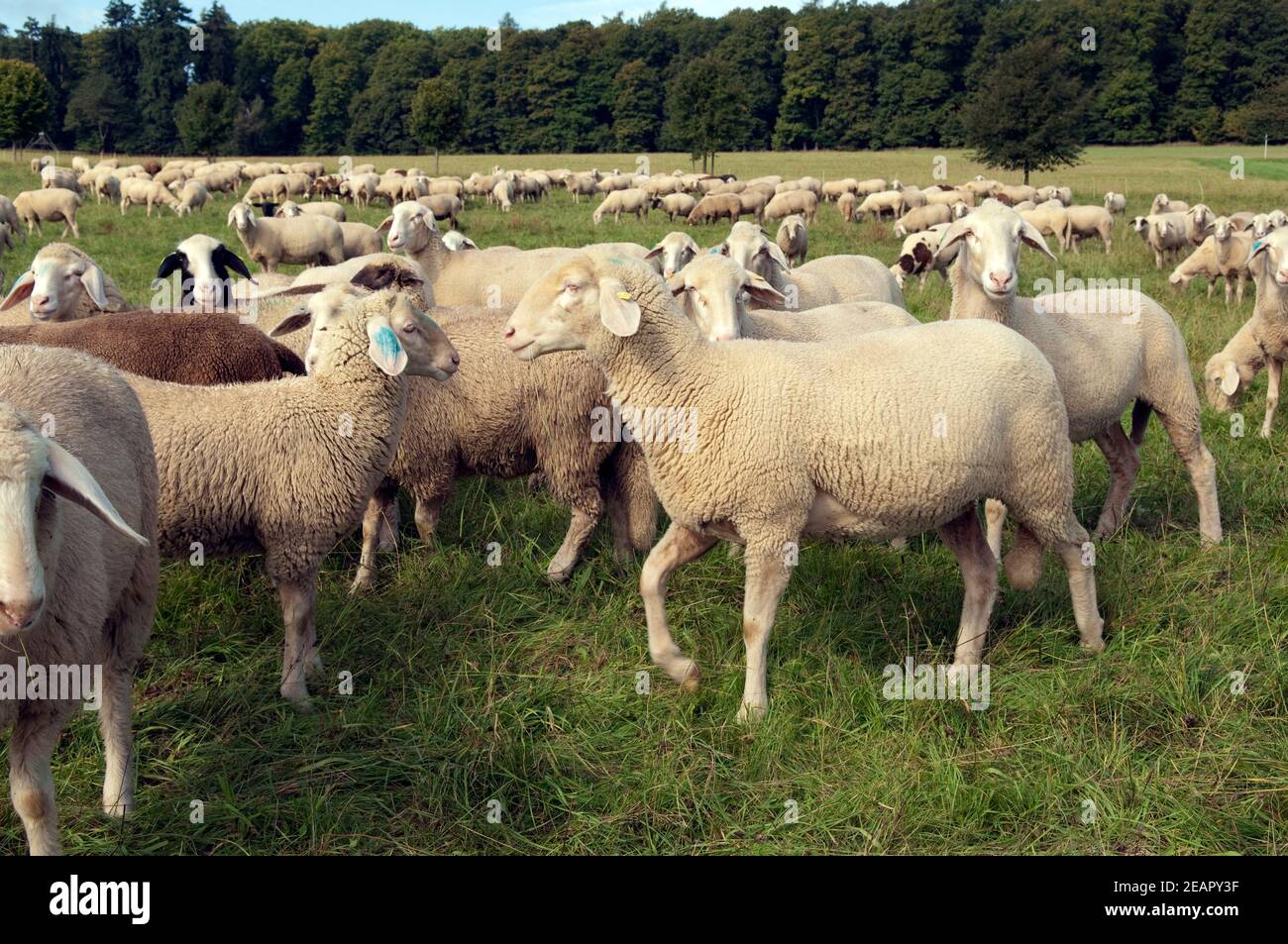 Schafe, Schafherde Banque D'Images