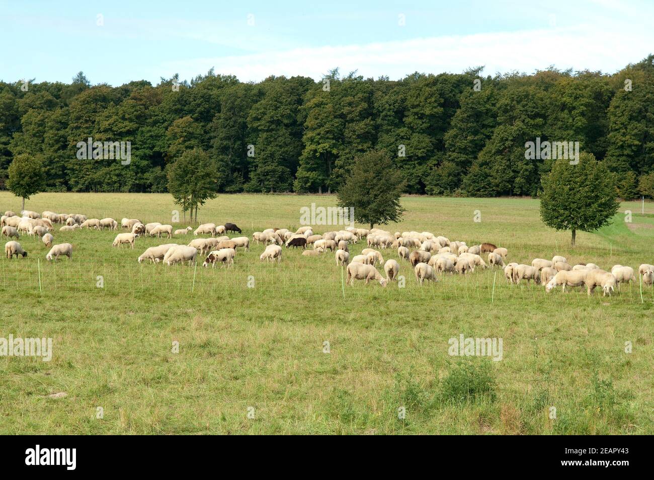 Schafe, Schafherde Banque D'Images