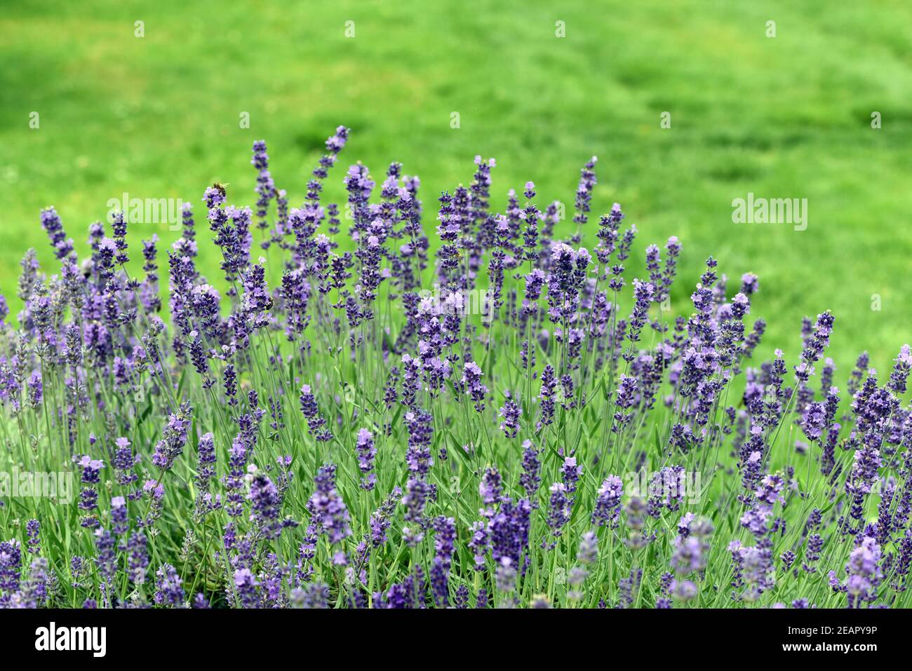 Lavendel, Lavendula officinalis, angustifolia, Banque D'Images