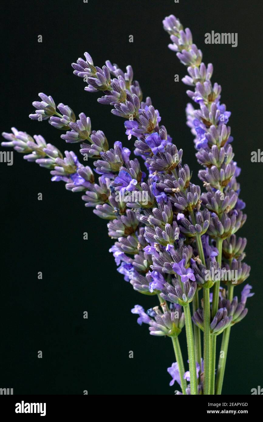 Lavendelstrauss Lavendel Lavendula angustifolia Banque D'Images