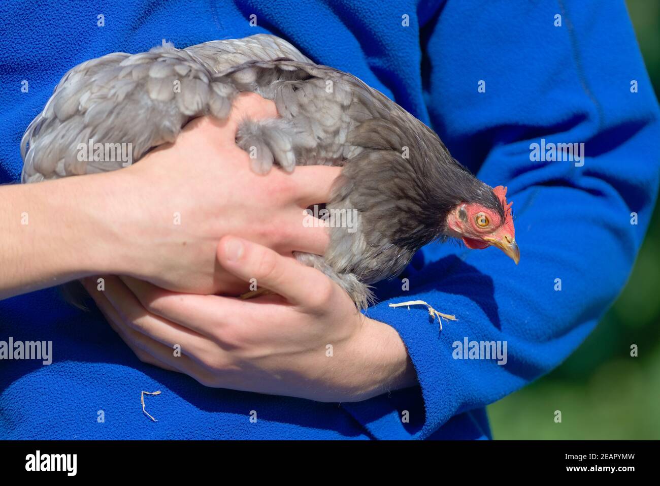 PET pekin bantam poulet de poule regarde vers le bas des bras de son soignant. Banque D'Images