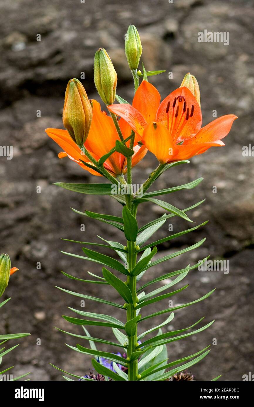 Feuerlie Feuer-Lilie Lilium bulbiferum Banque D'Images