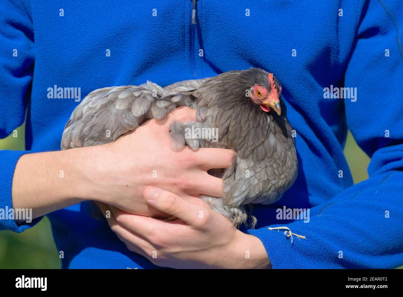 Petite poule grise de pekin bantam tenue dans les deux bras de propriétaire jeune Banque D'Images