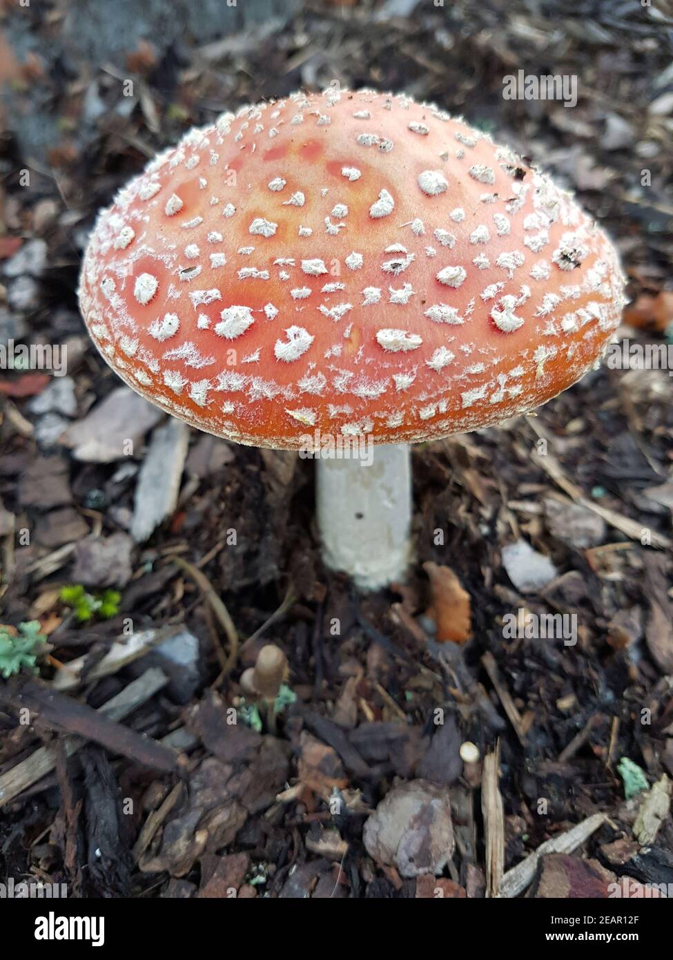 Pilz Fliegenpilz Wald Amanita Muscaria Banque De Photographies Et D