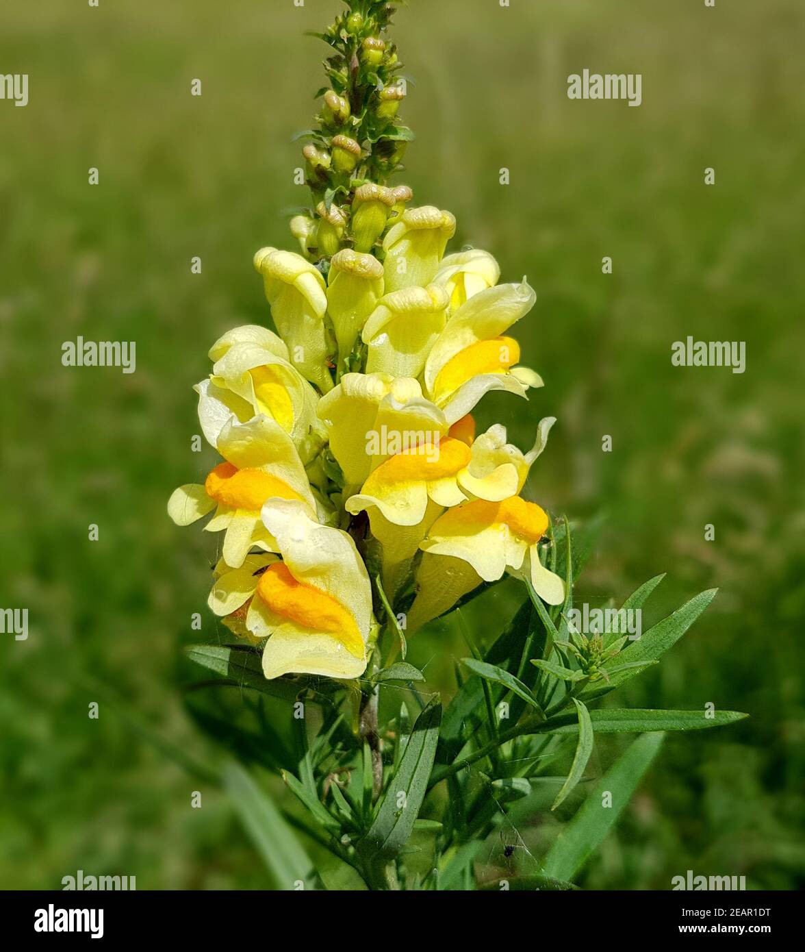 Leinkraut, Echtes, Linaria, vulgaris Banque D'Images
