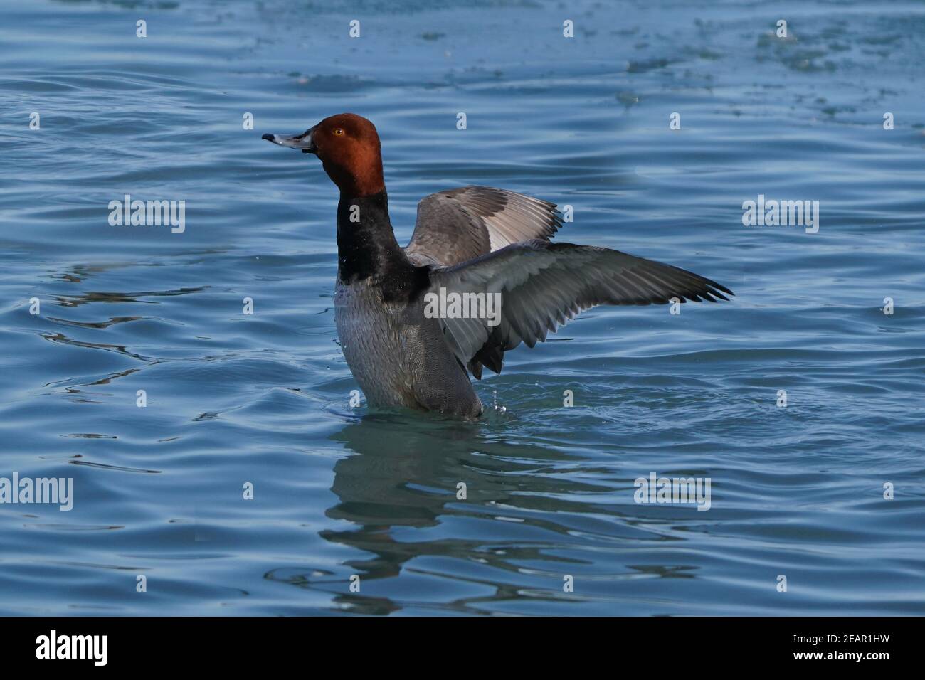 Canards REDHEAD au lac en hiver Banque D'Images