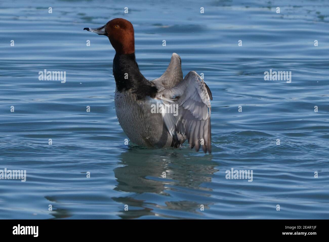 Canards REDHEAD au lac en hiver Banque D'Images