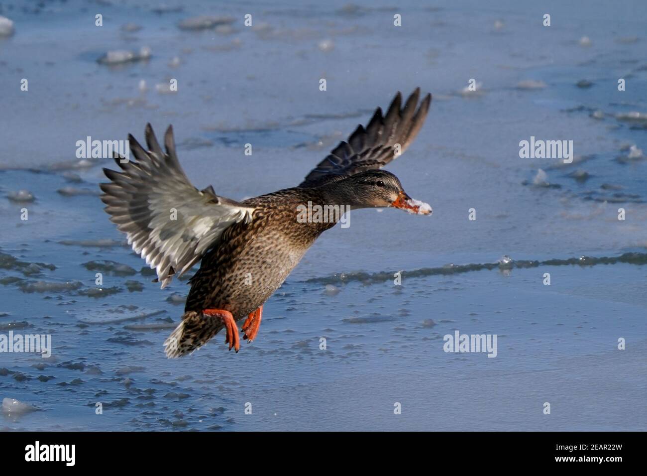 Canards colverts au lac en hiver Banque D'Images