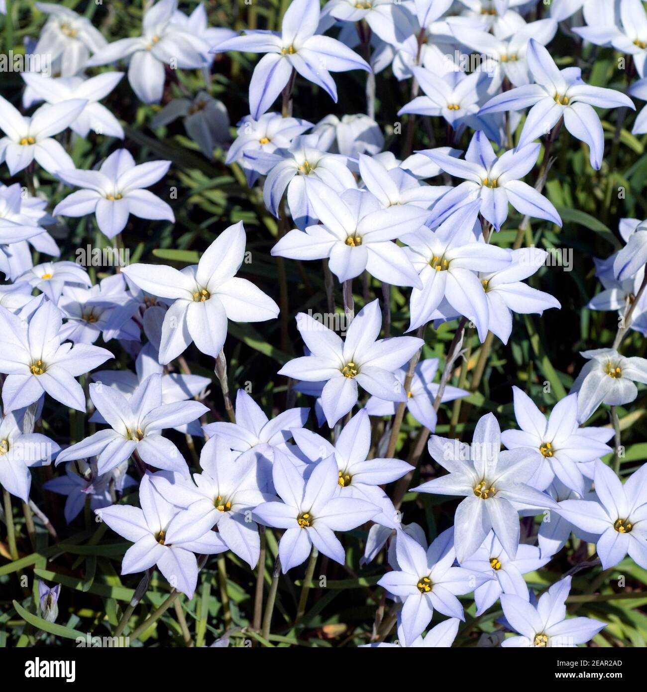 Fruehlingssternblume, Ipheion uniflorum Banque D'Images