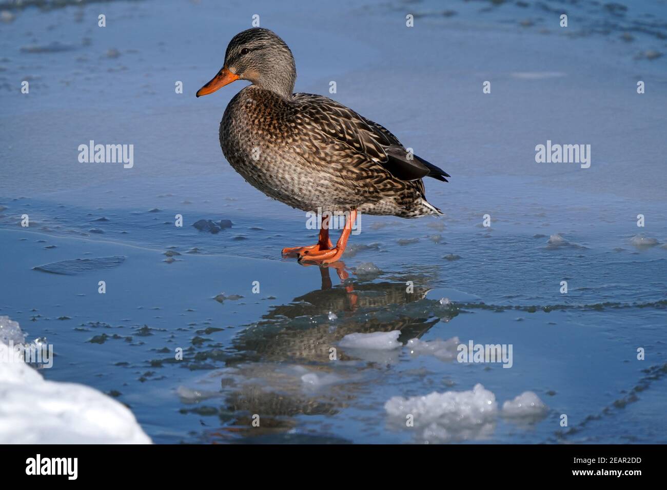 Canards colverts au lac en hiver Banque D'Images