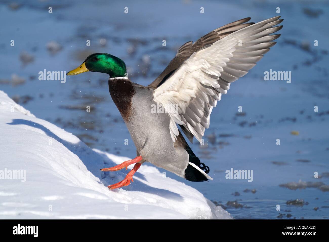 Canards colverts au lac en hiver Banque D'Images