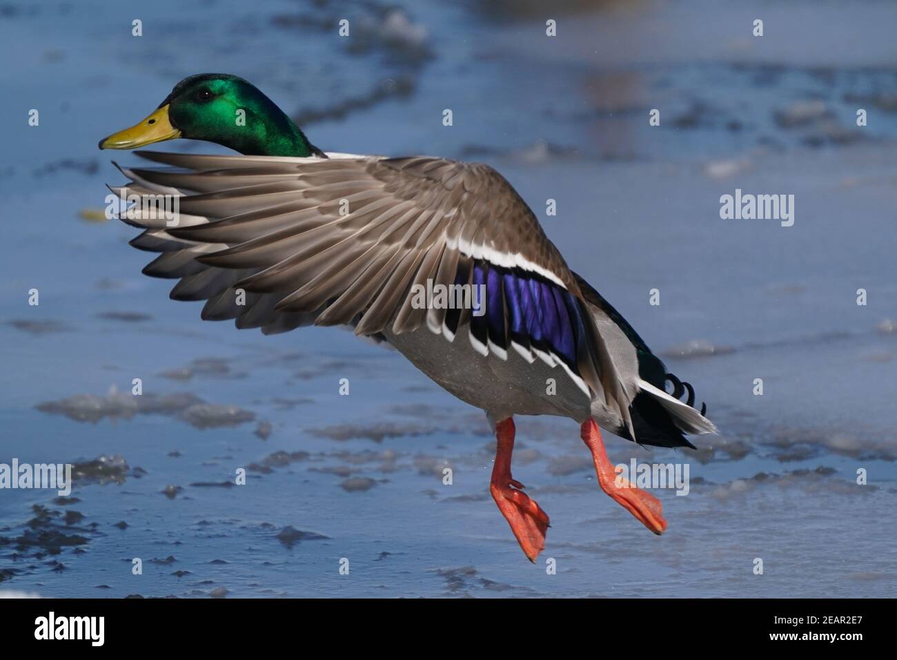 Canards colverts au lac en hiver Banque D'Images