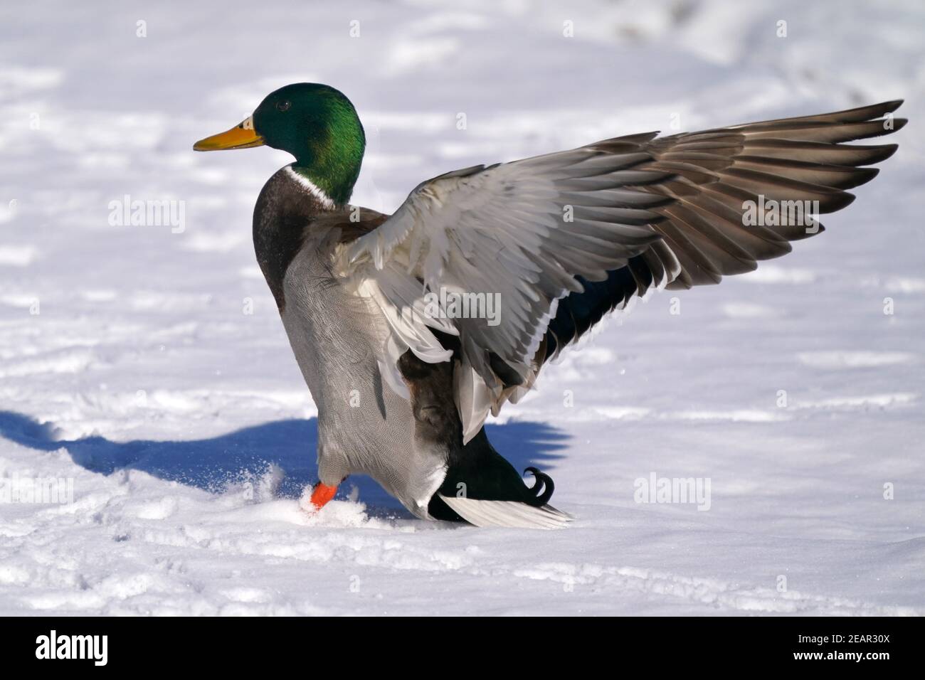 Canards colverts au lac en hiver Banque D'Images