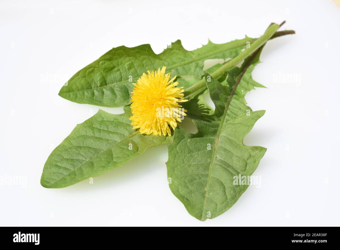 Loewenzahn, Taraxacum, officinale Banque D'Images