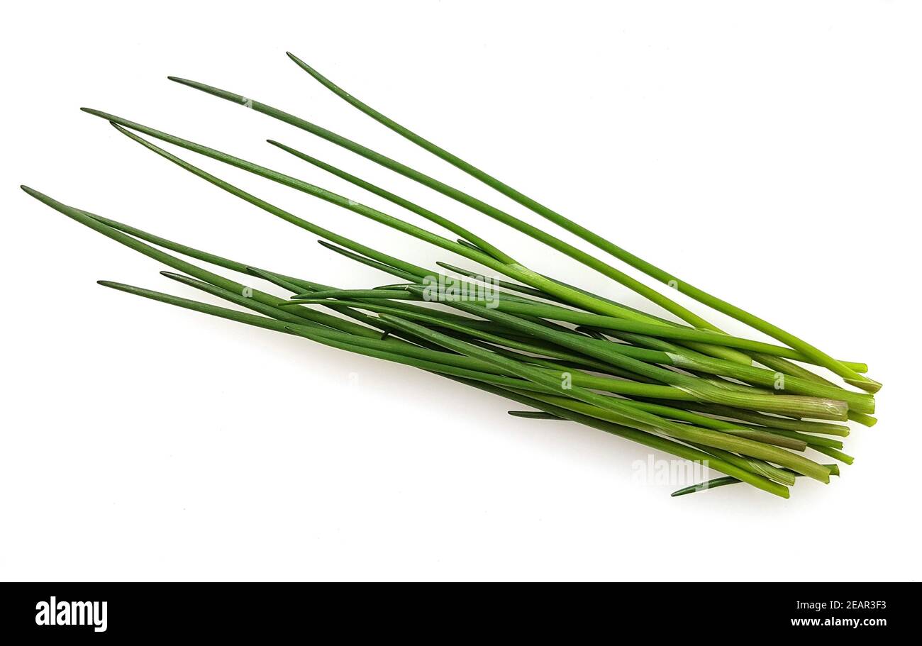 Schnittlauch, Allium schoenoprasum Banque D'Images