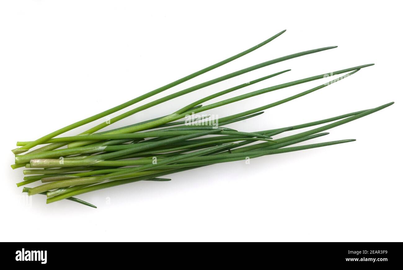 Schnittlauch, Allium schoenoprasum Banque D'Images