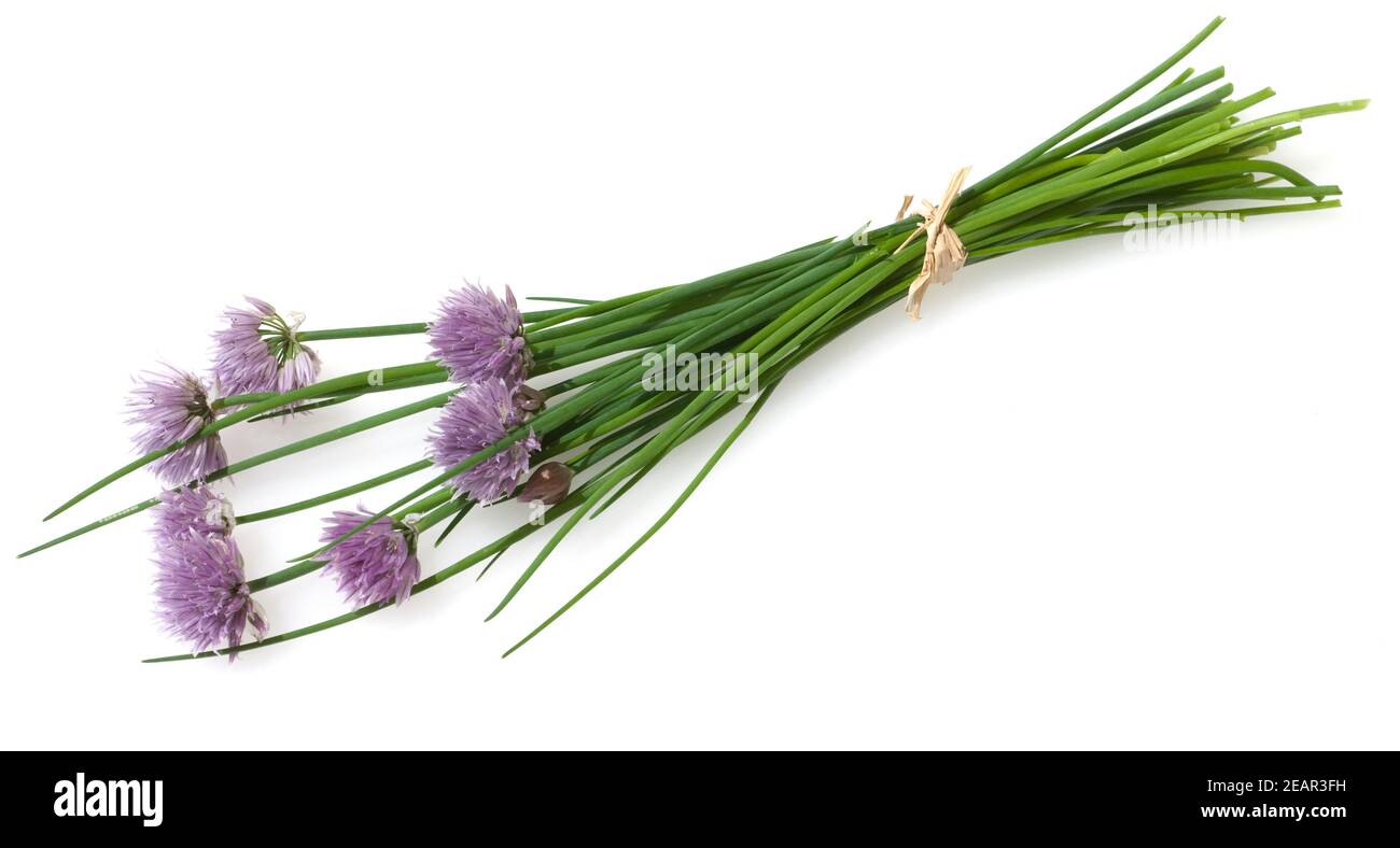 Schnittlauch, Allium schoenoprasum Banque D'Images