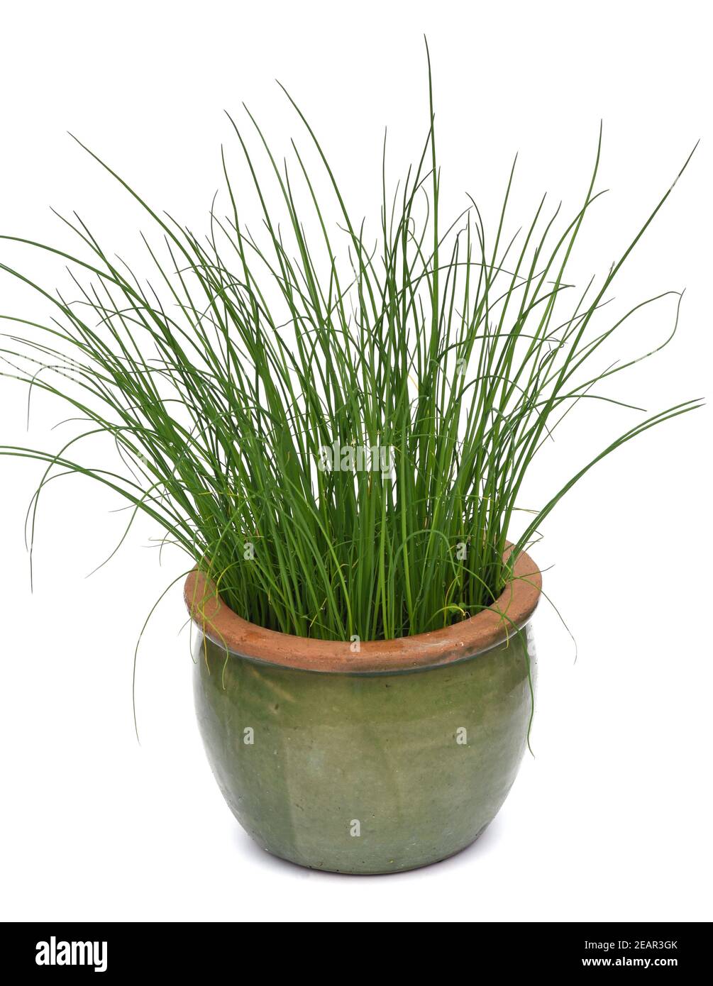 Schnittlauch, Allium, schoenoprasum, Topf Banque D'Images