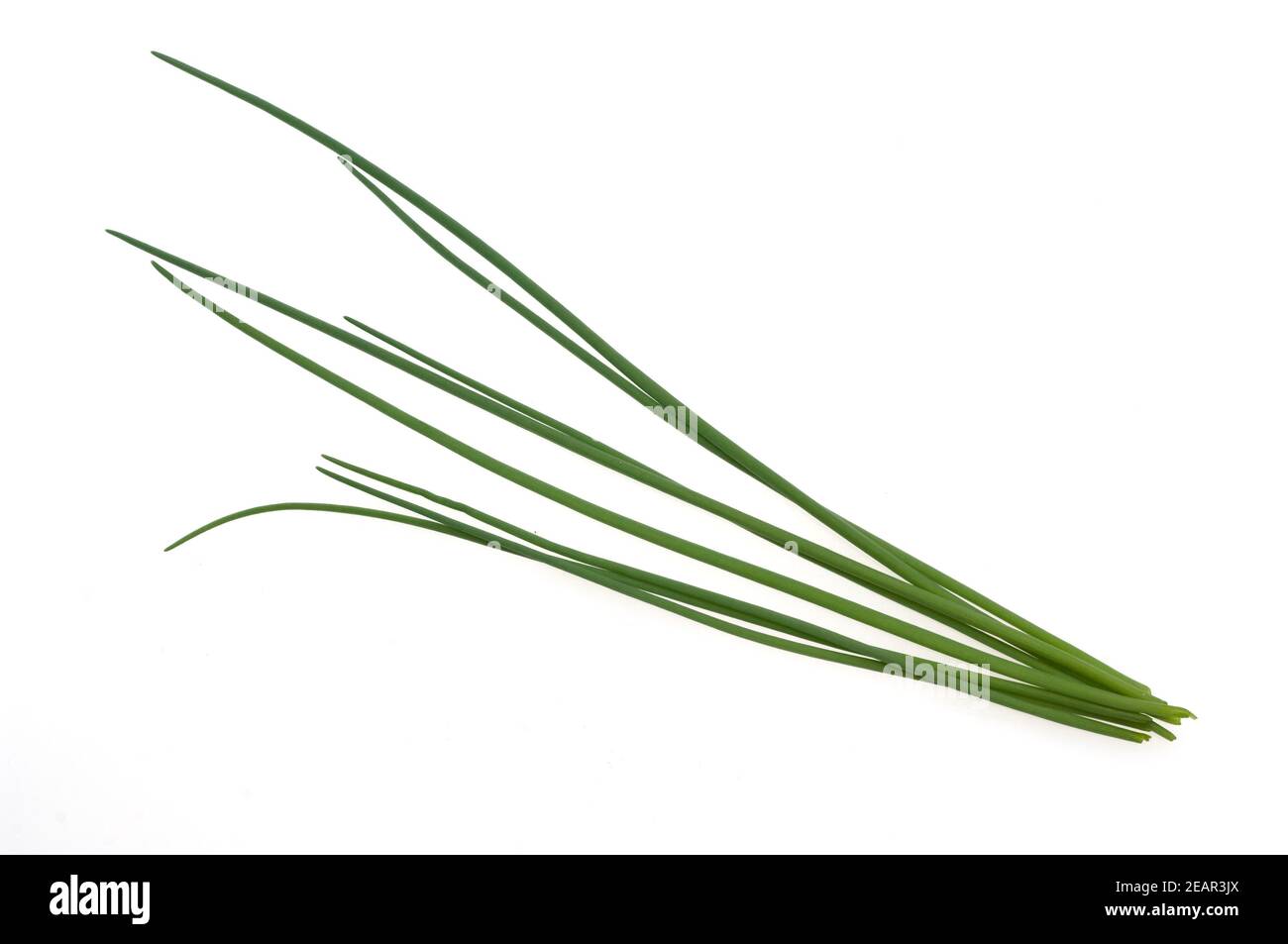 Schnittlauch, Allium, schoenoprasum Banque D'Images