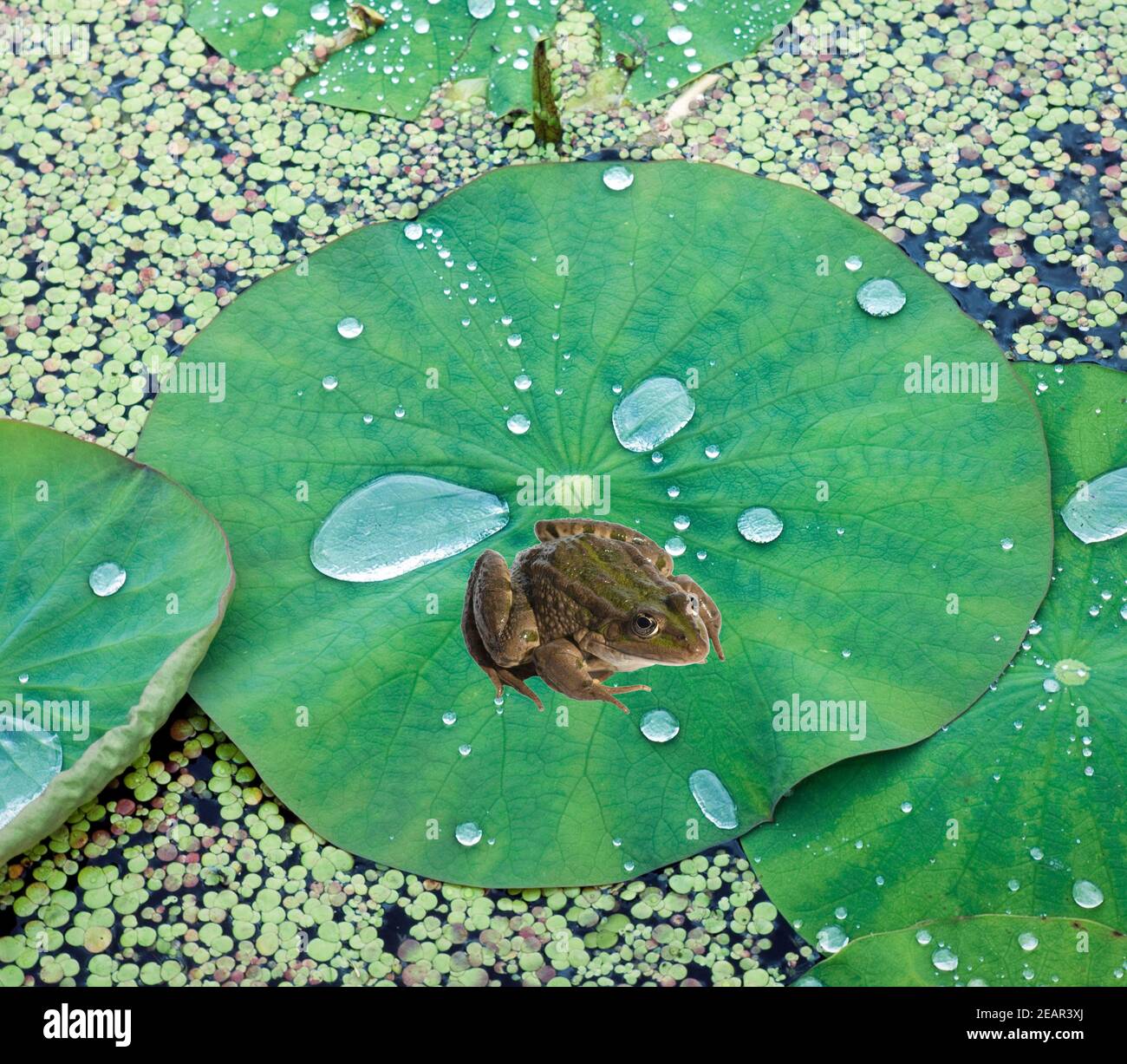 Lotusblatt, Tautropfen, Wasserpflanzen Banque D'Images