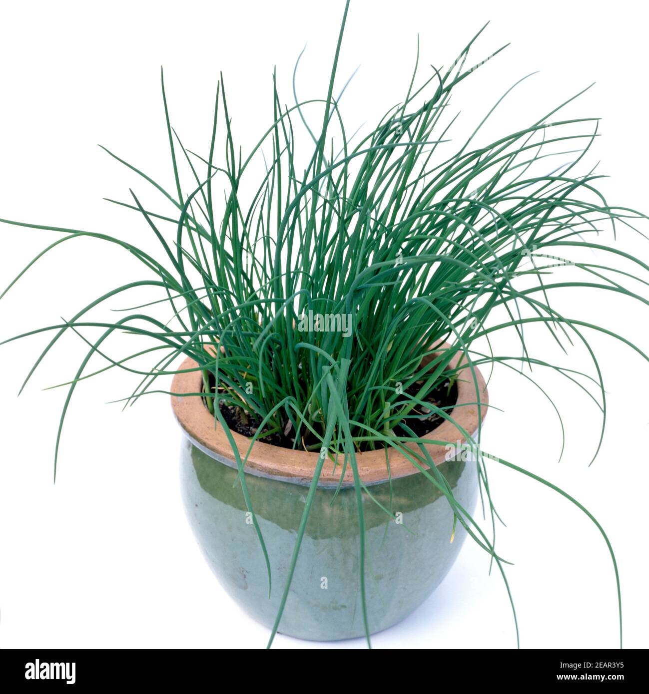 Schnittlauch Banque D'Images