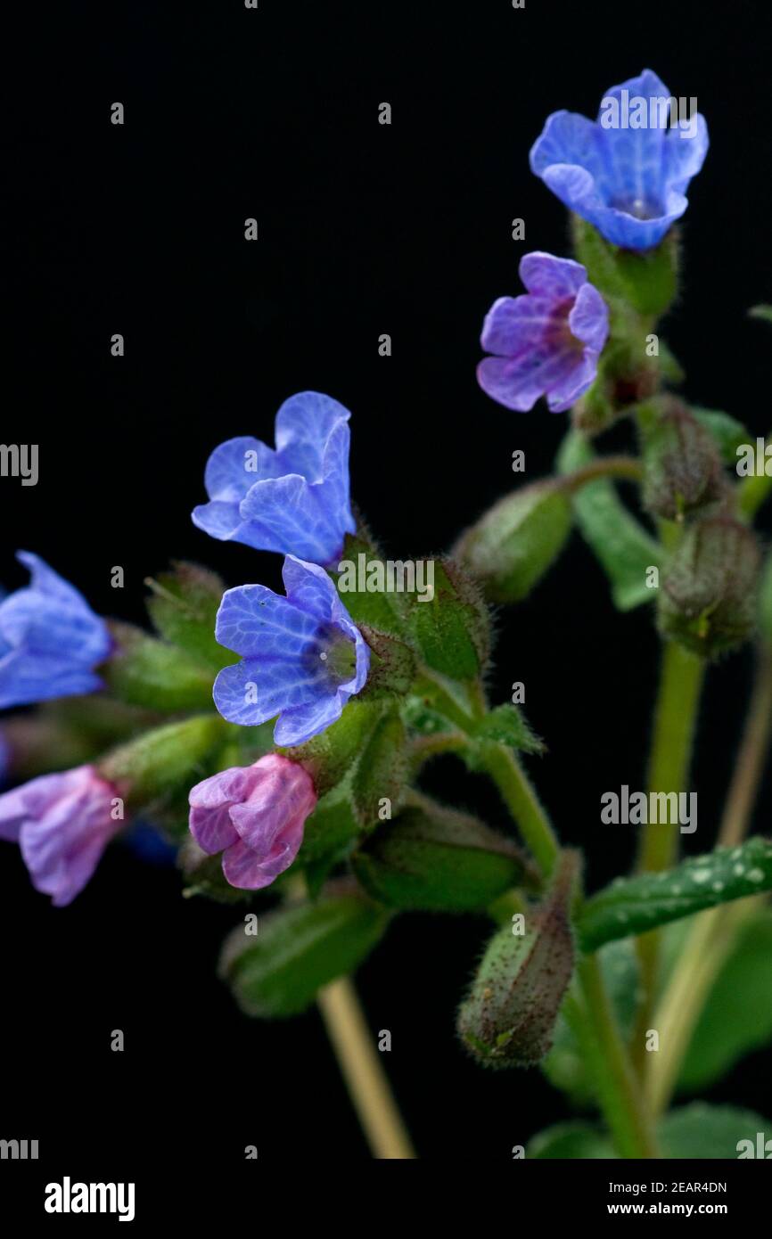 Lungenkraut, Pulmonaria officinalis Banque D'Images