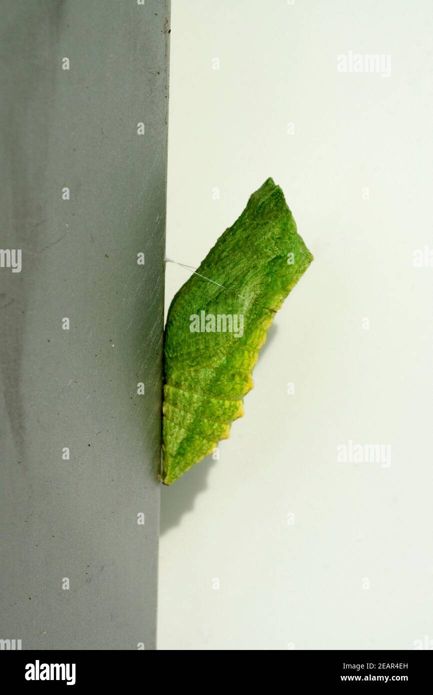 Metamorphose de Puppe Schwalbenschwanz Banque D'Images