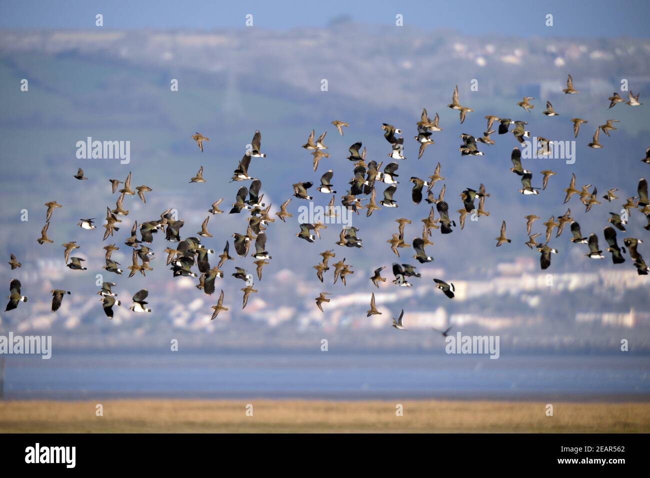 Le sanderling et le pluvier entraînés par un vent froid de l'est du nord, affluent vers des estuaires et des marais plus protégés - LLlanridian North Gower Banque D'Images