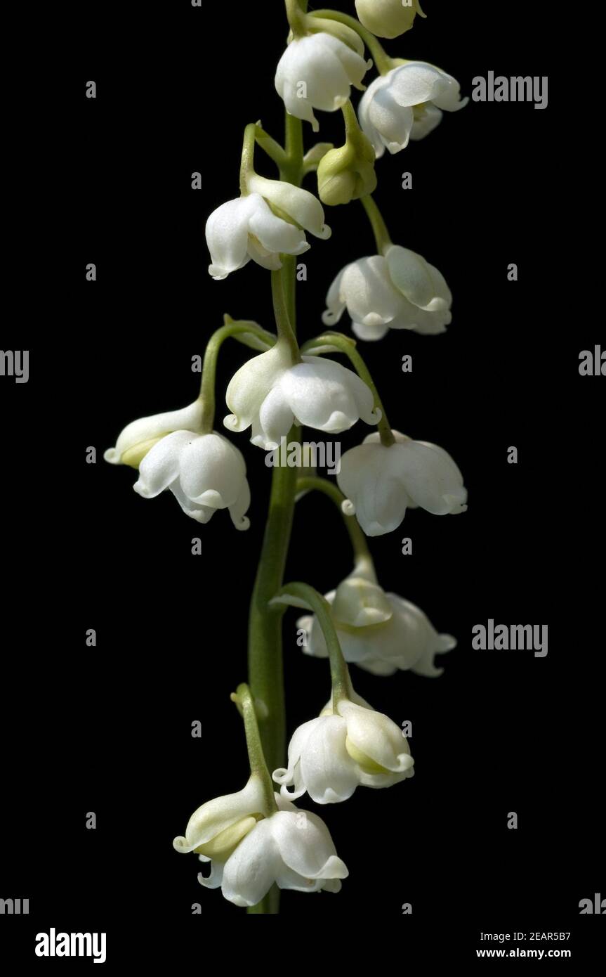 Maigloeckchen Convallaria majalis, Banque D'Images