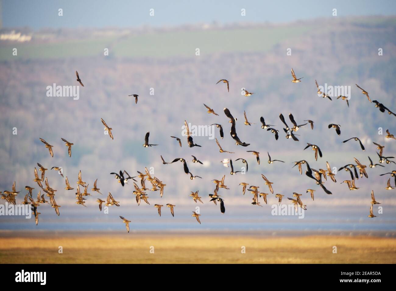 Le sanderling et le pluvier entraînés par un vent froid de l'est du nord, affluent vers des estuaires et des marais plus protégés - LLlanridian North Gower Banque D'Images