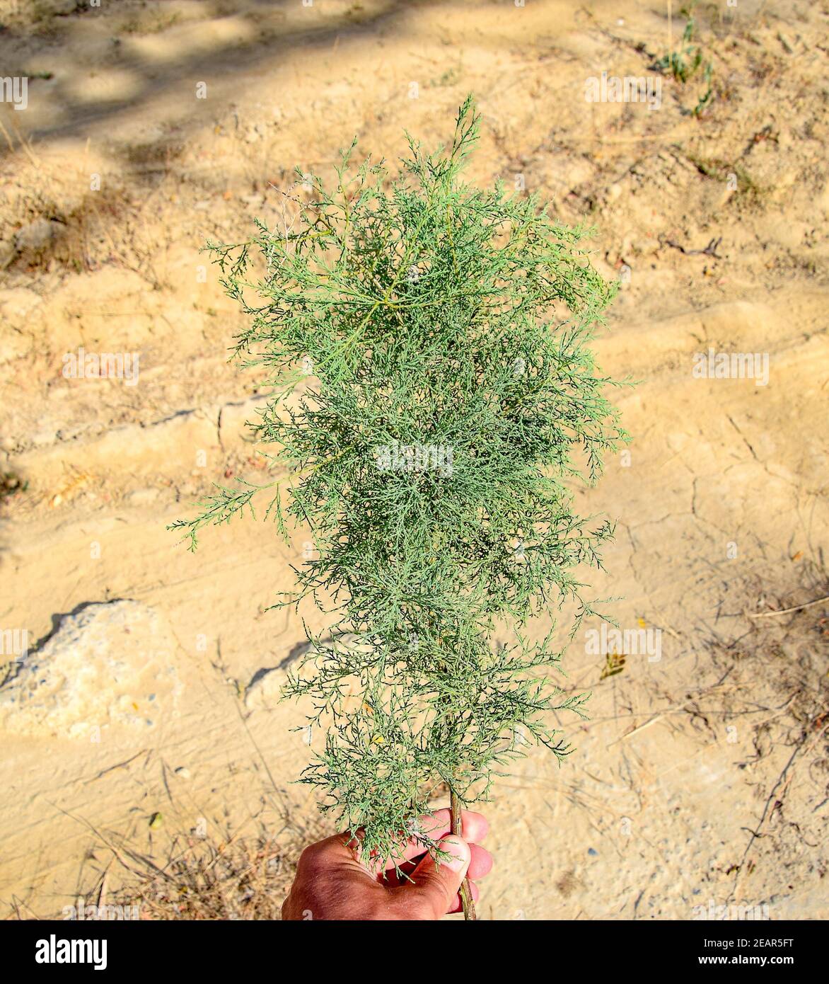 Branche de Thuja en main. usine evergreen Thuja. Banque D'Images