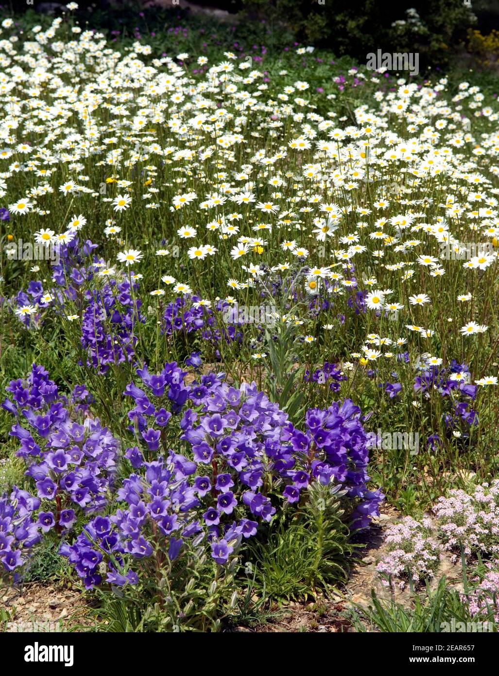 Margerite, Glockenblumen Banque D'Images