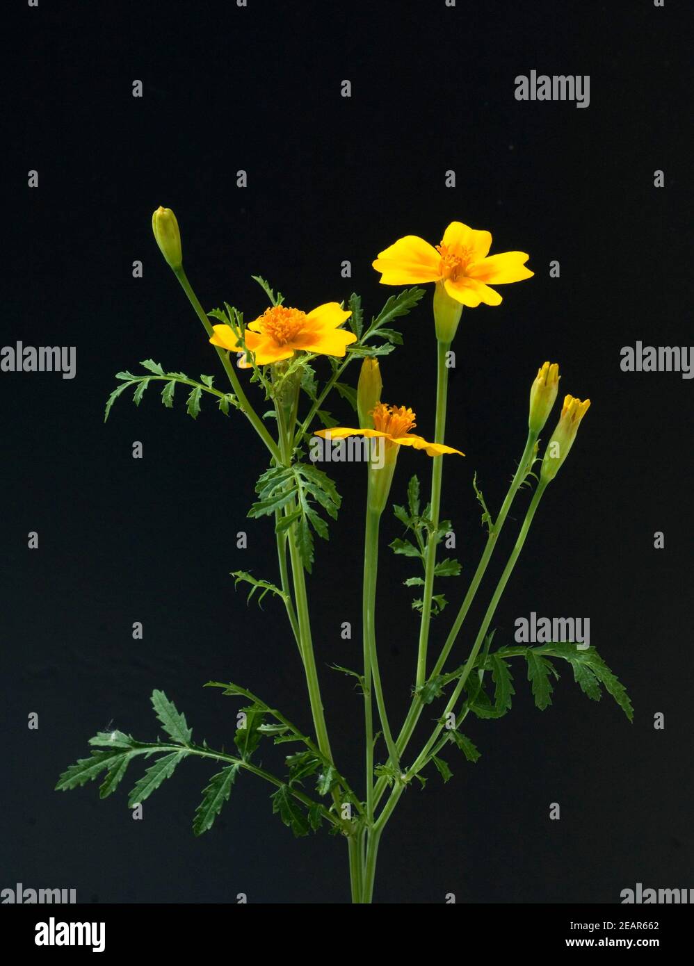 Gewuerztagetes, Tagetes tenuifolia Banque D'Images