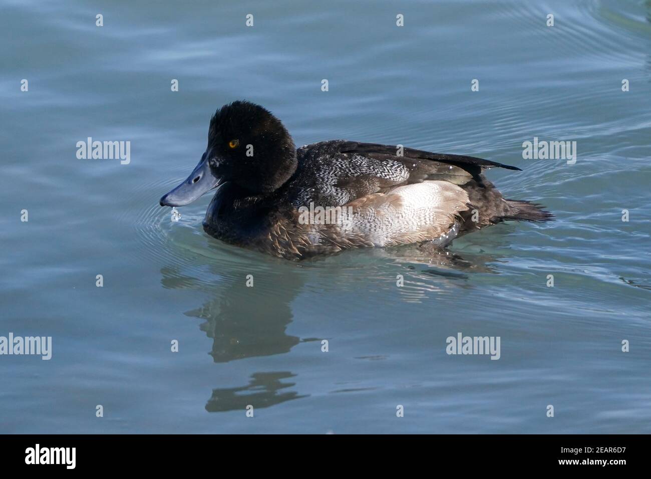 Canards plus grands de Fuligules, alias Blue bills Banque D'Images