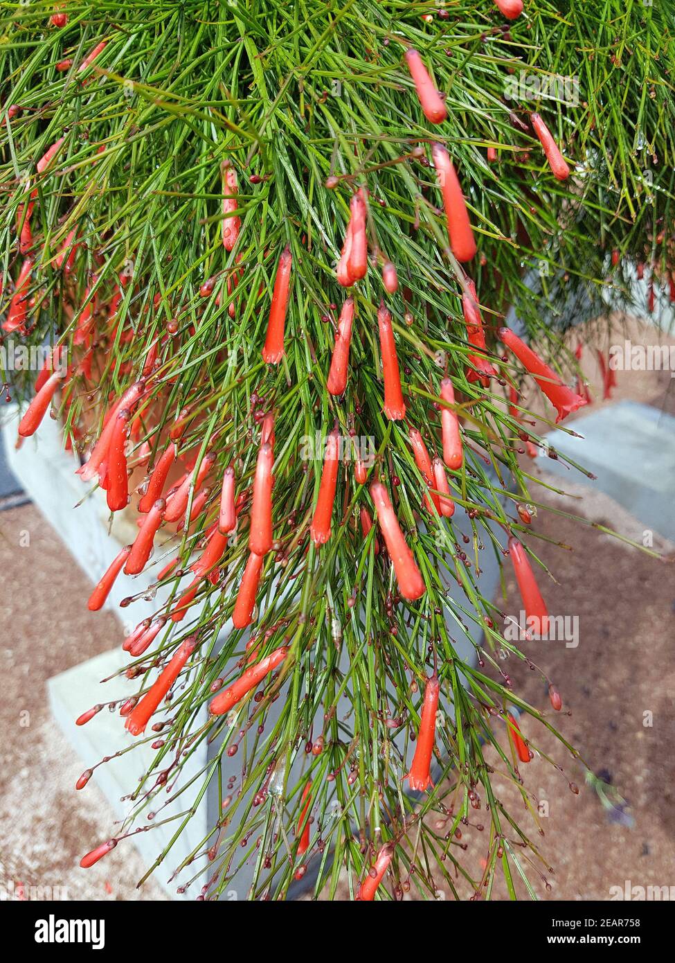 Springbrunnenppflanze, Russelia, Equisetiformis Banque D'Images