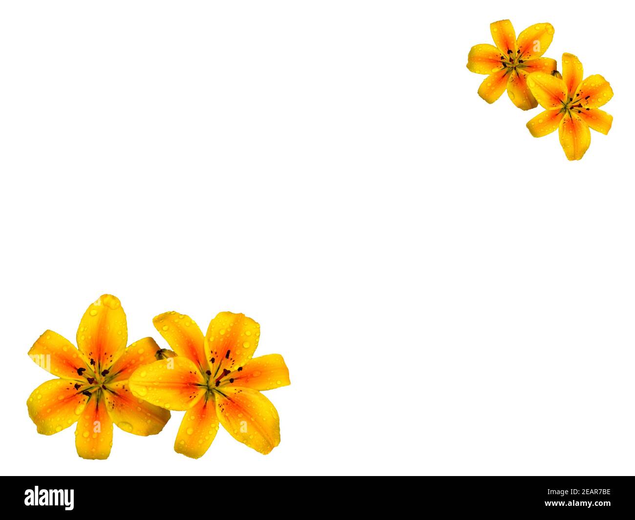 Fleurs de nénuphars jaune et orange sur fond blanc Uni. Personne. Copier l'espace. Banque D'Images Fleurs de nénuphars jaune et orange sur fond blanc Uni. Personne. Copier l'espace. Banque D'Images