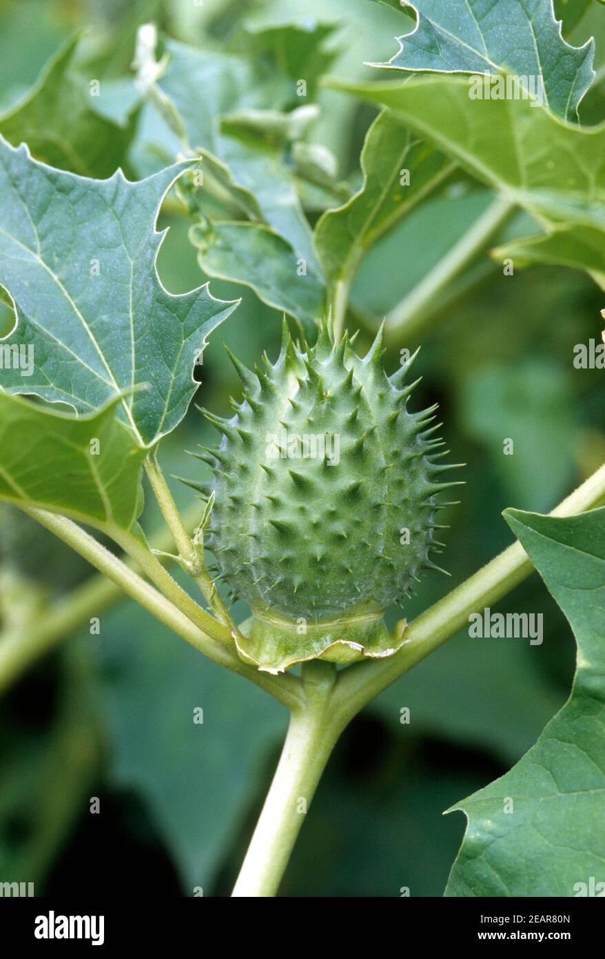 Datura stramonium, ; Stechapfel ; Samenkapsel, Samen, - Banque D'Images