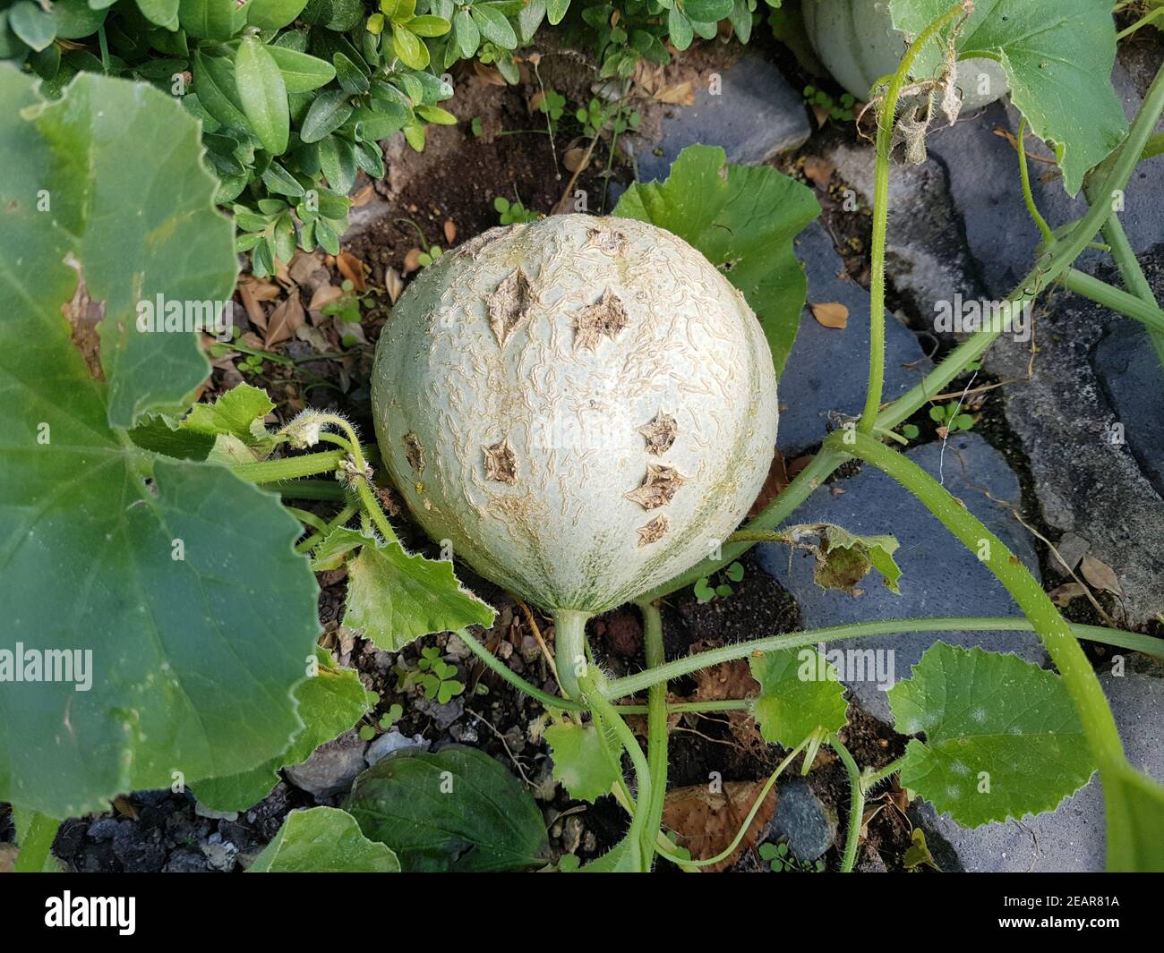 Zuckermelone, Cucumis, melo Banque D'Images