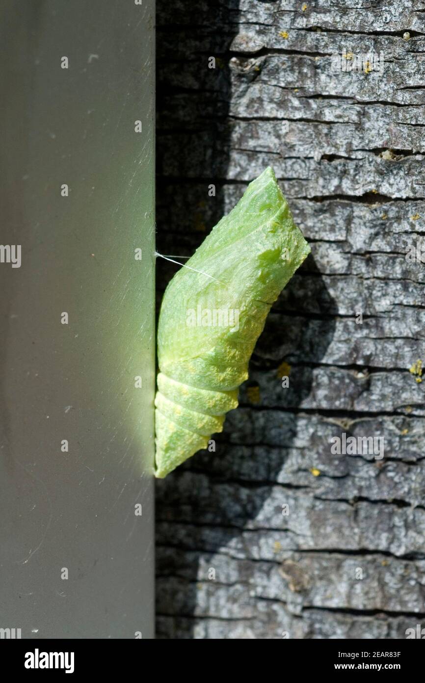 Metamorphose de Puppe, Schwalbenschwanz Banque D'Images