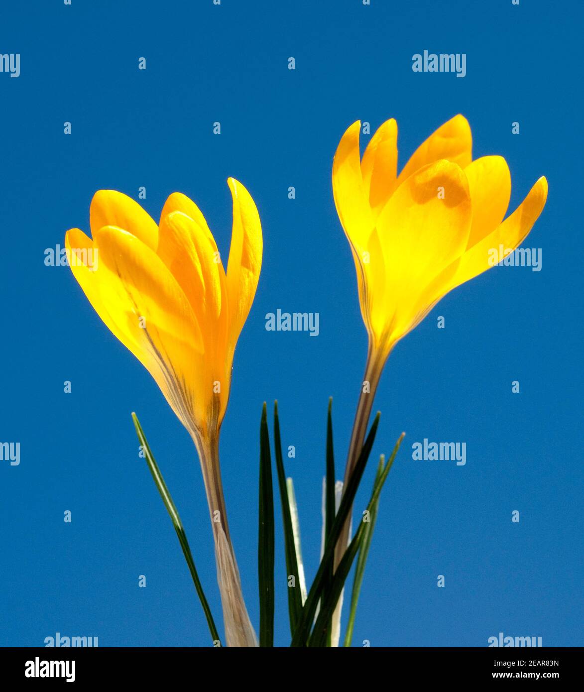Goldbrokat-Krokus, Crocus, angustifolius Banque D'Images