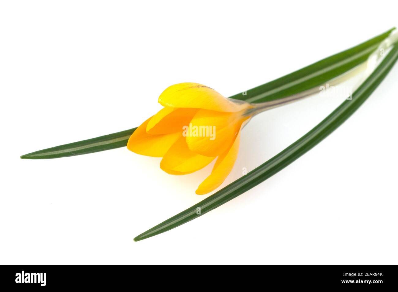 Goldbrokat-Krokus, Crocus, angustifolius Banque D'Images