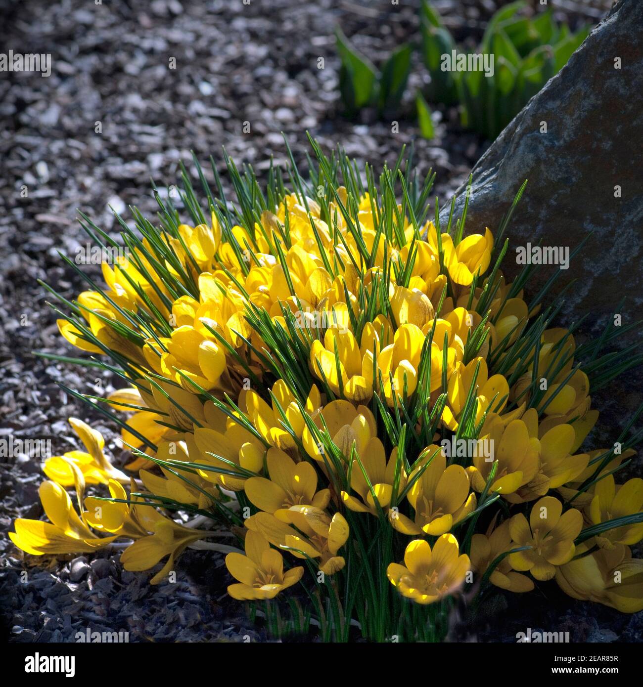 Goldbrokat-Krokus, Crocus, angustifolius Banque D'Images