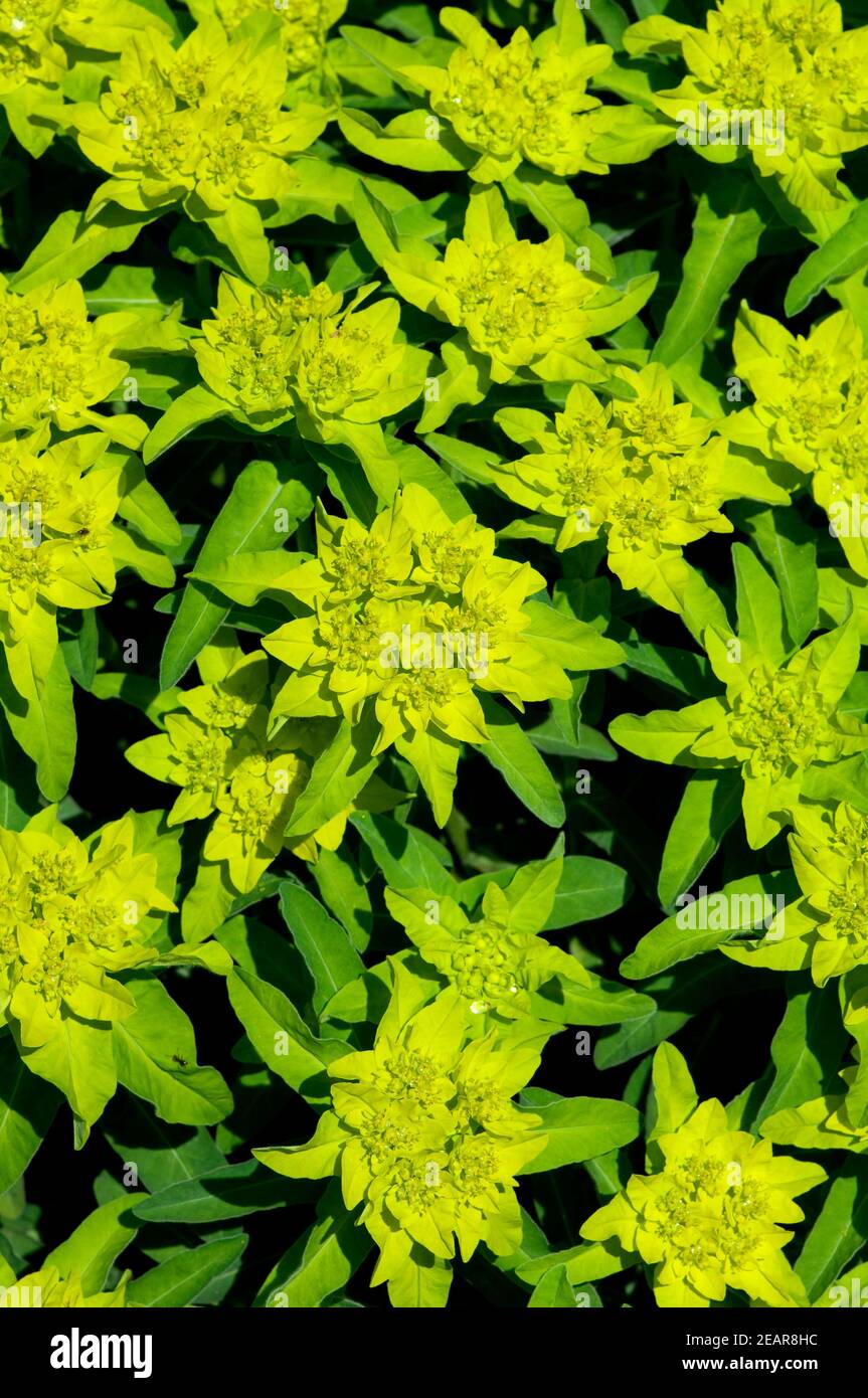 Goldwolfsmilch, Euphorbia polychroma Banque D'Images