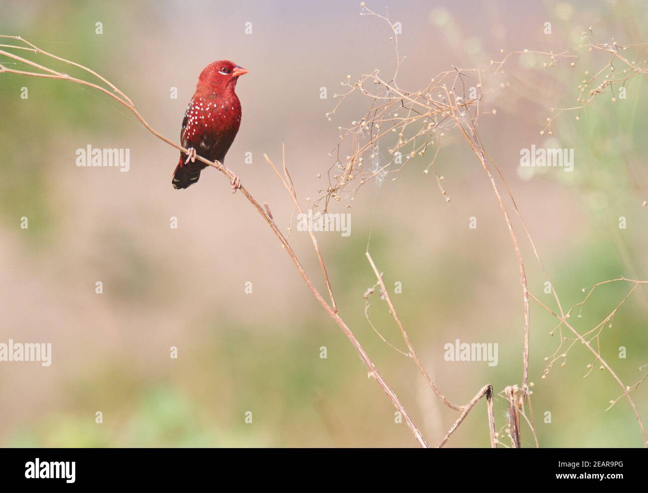 Les couleurs sont les sourires de la nature --avadavat rouge (Amandava amandava) Banque D'Images