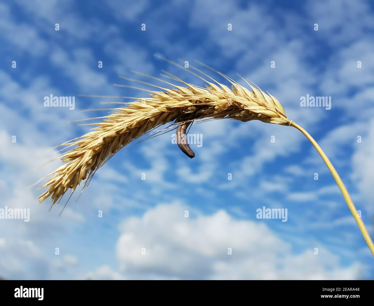 Mutterkornpilz Claviceps, purpurea Banque D'Images Mutterkornpilz Claviceps, purpurea Banque D'Images