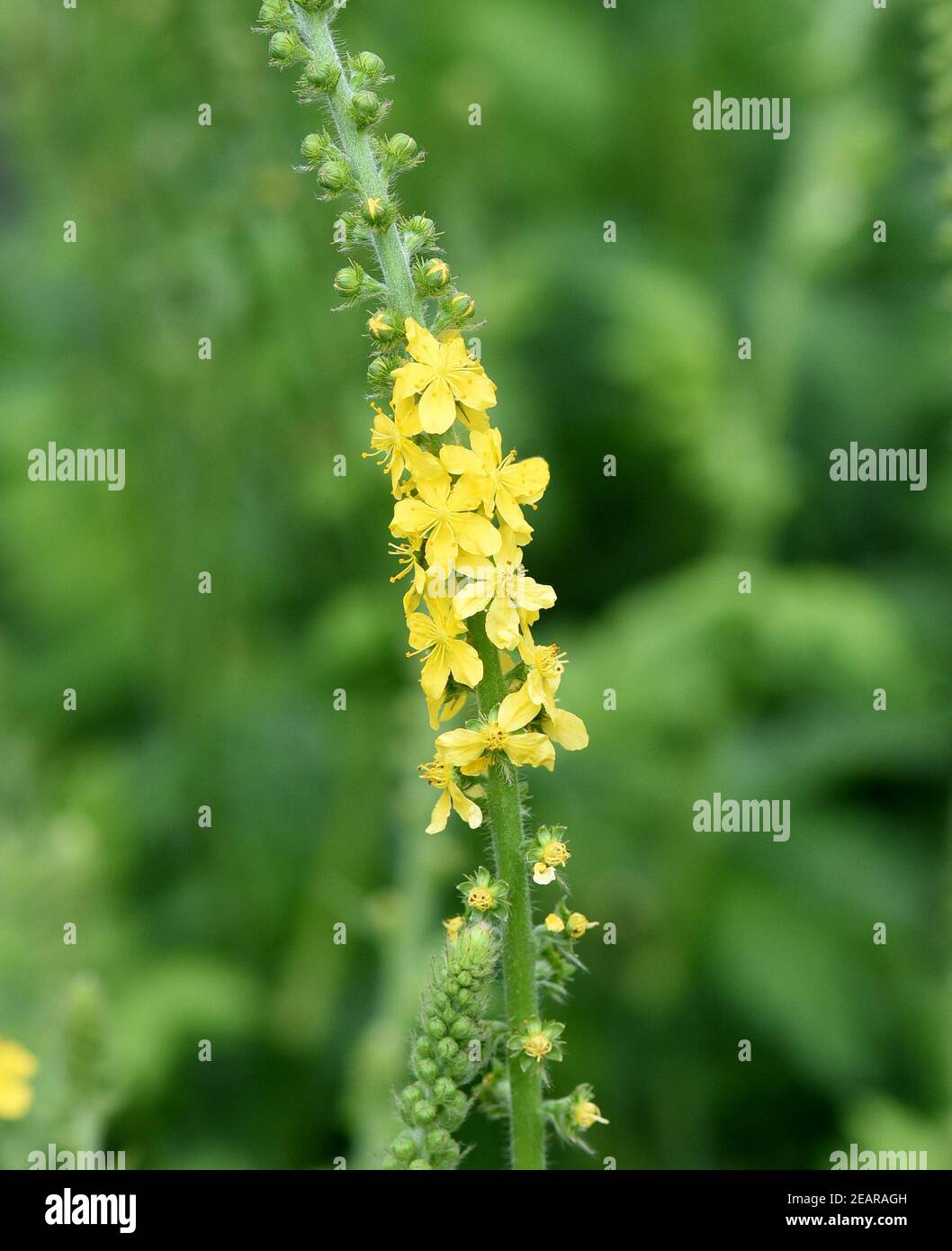 Odermenning Agrimonia Eupatoria Banque D'Images